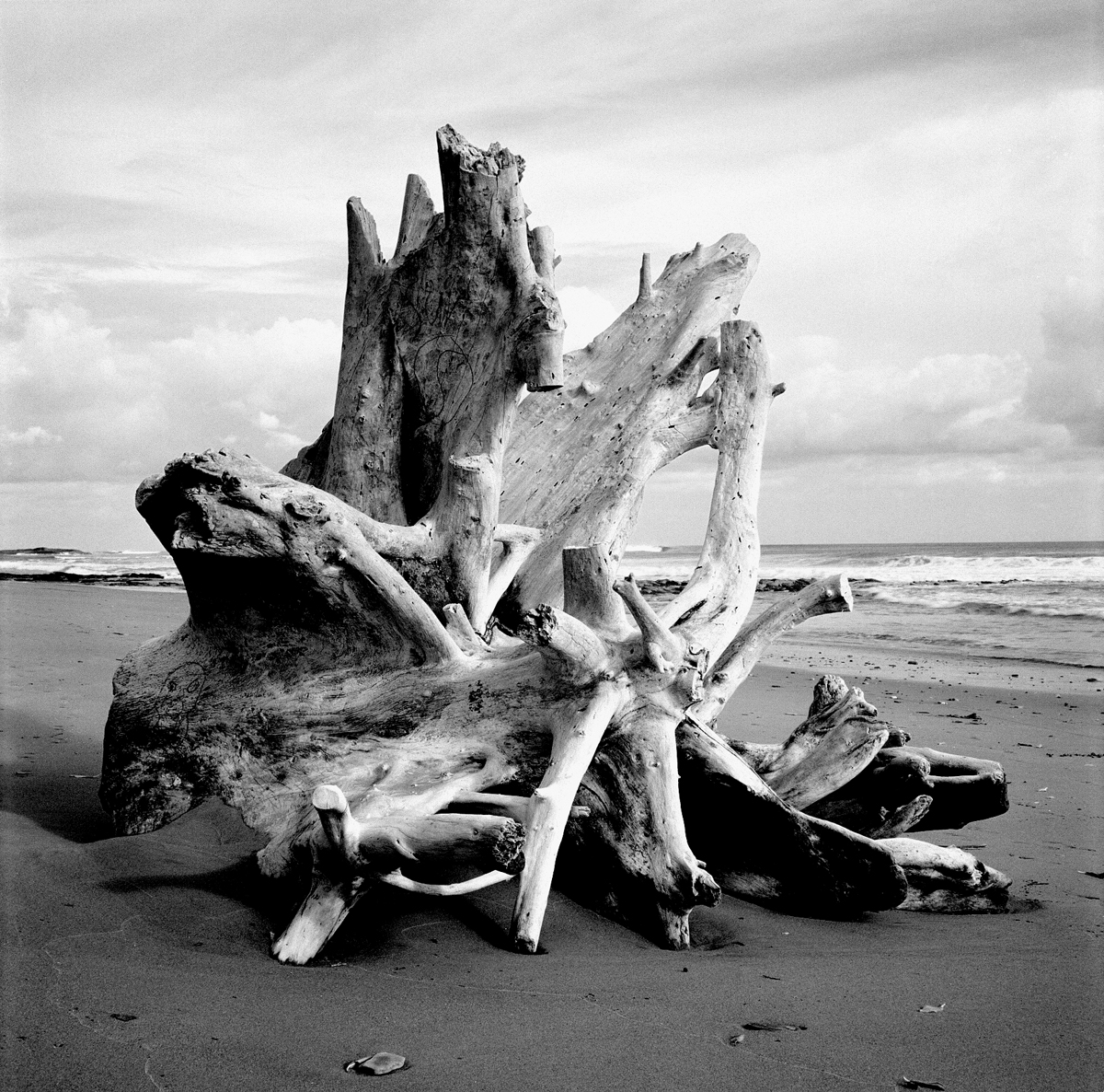 Tree stump, Nicaragua, Popoyo, black and white, B&W, photograph, photography, Phill Wilkinson, beach, landscape, picture, driftwood,