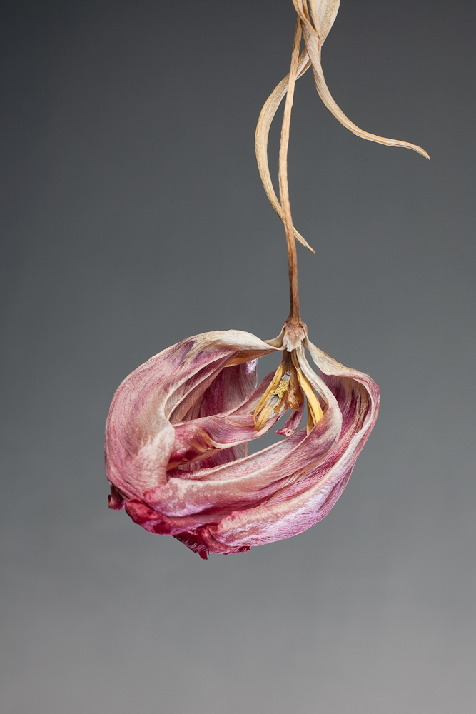 Dead Tulip, Dead Flower, Tulip, photography, photograph, Phill Wilkinson, art, fine art, colour, strobe